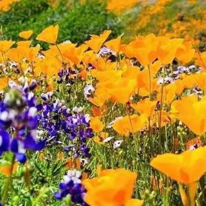 Meet your Posher, Robin